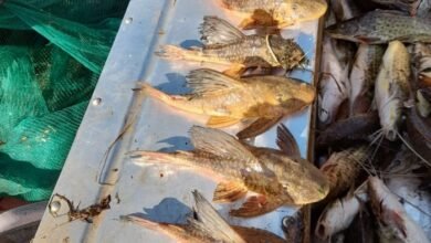 Pesca ilegal em Colômbia