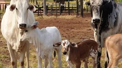Furto de gado em Barretos