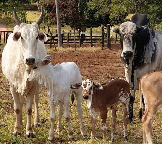 Furto de gado em Barretos