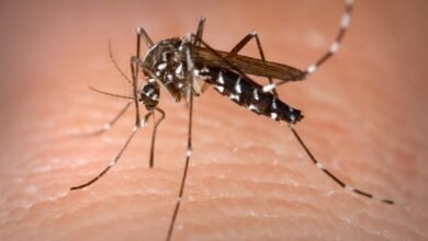 Brasil sofre com surto de dengue e em quatro meses chega ao número de casos da doença
