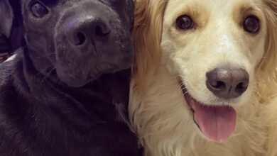 pets Influenciadores