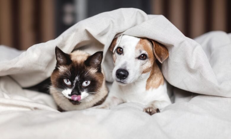 Agendamento de castrações gratuitas para cães e gatos