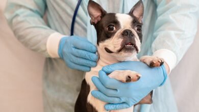 Vacinação em cães