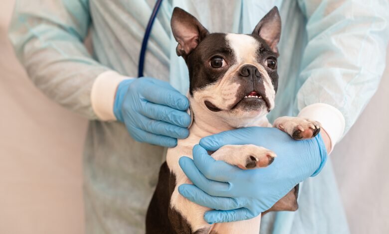 Vacinação em cães