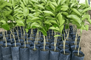 Mudas distribuídas em Barretos