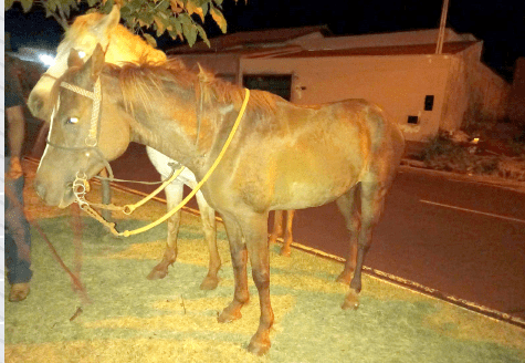 Grupo é detido após furtar dois cavalos