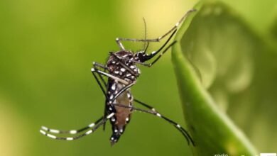 Brasil tem alta de casos de dengue e alerta é redobrado pelas autoridades de saúde