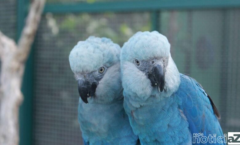 Espécie de araras consideradas extintas reaparecem na natureza