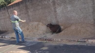 Capivara é capturada andando pelas ruas em Colômbia