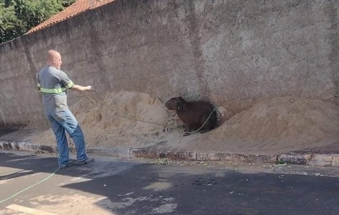 Capivara é capturada andando pelas ruas em Colômbia