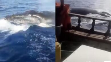 VÍDEO - Baleia gera pânico ao tentar afundar navio de pesca