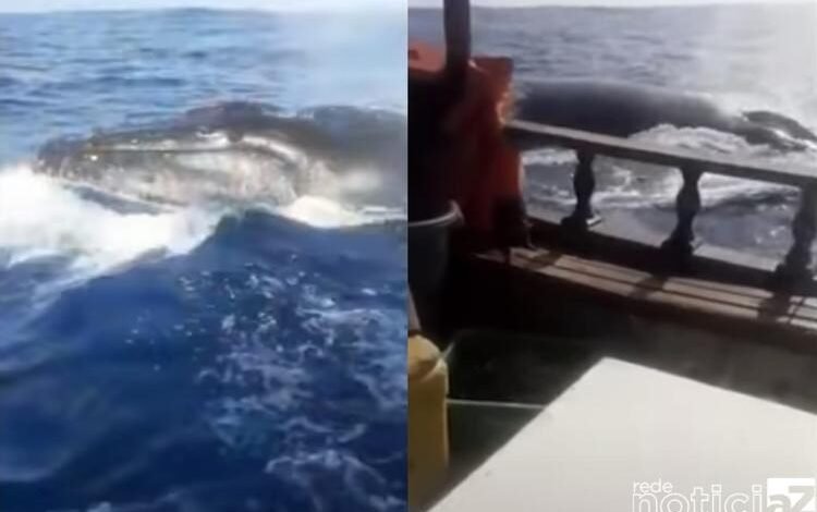 VÍDEO - Baleia gera pânico ao tentar afundar navio de pesca