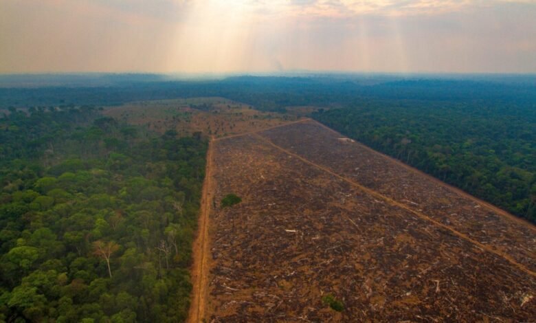 Desmatamento na Amazônia passa pela 3° vez de 8 mil km²