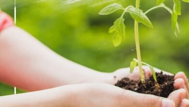 Dia da Árvore com distribuição de mudas no North Shopping