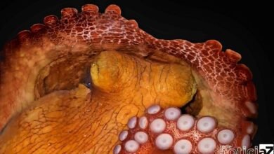 Polvo ajuda em estudo brasileiro sobre sono