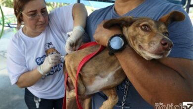 Saiba porque é importante vacinar o cão contra a raiva