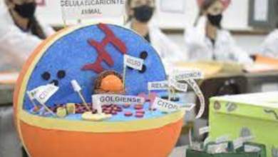 Escolas Municipais de Barretos realizam Feira de Ciências