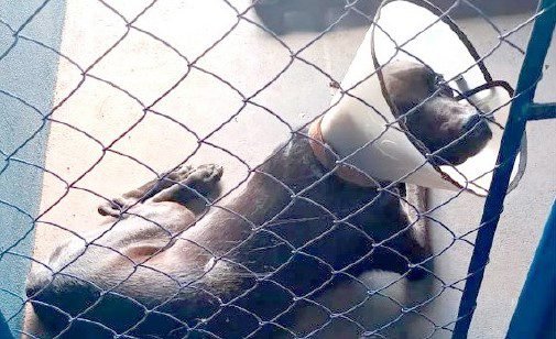 Pai e filho são condenados por espancar cachorro