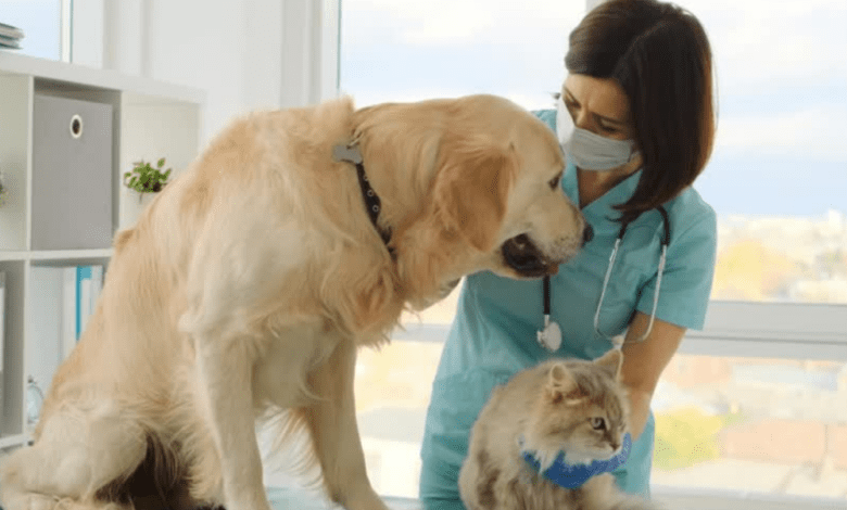Prefeitura realiza agendamento para castração de cães e gatos de famílias beneficiárias de programas sociais