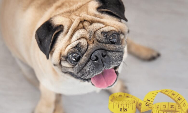 Quais são os riscos da obesidade para cães e gatos