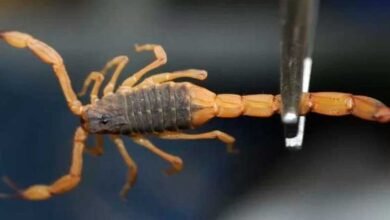 Picada de escorpião: saiba os cuidados e o que fazer em caso de acidente