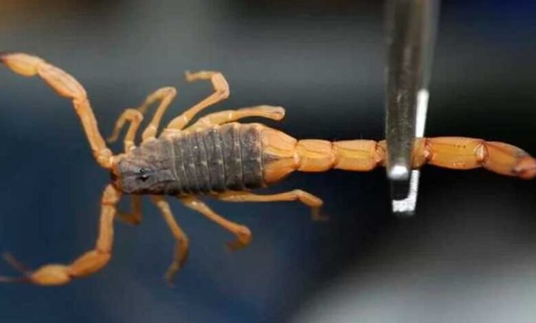 Criança de 2 anos morre após ser picado por escorpião