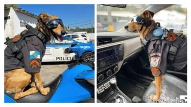 Cachorrinho é adotado pela PM do Rio de Janeiro e se torna sensação
