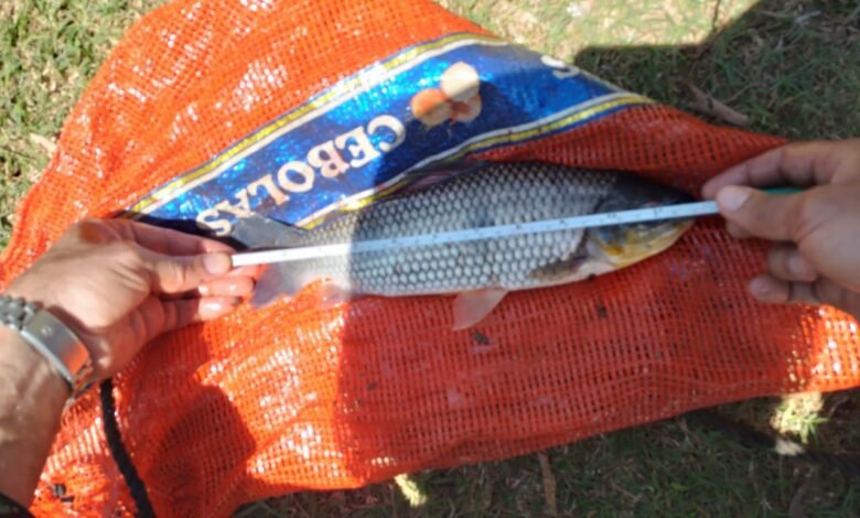 Pescador é multado por capturar espécie proibida na piracema