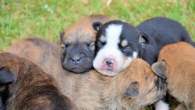 “Tenda Itinerante” percorre bairros de Olímpia com serviços de meio ambiente e causa animal para a população