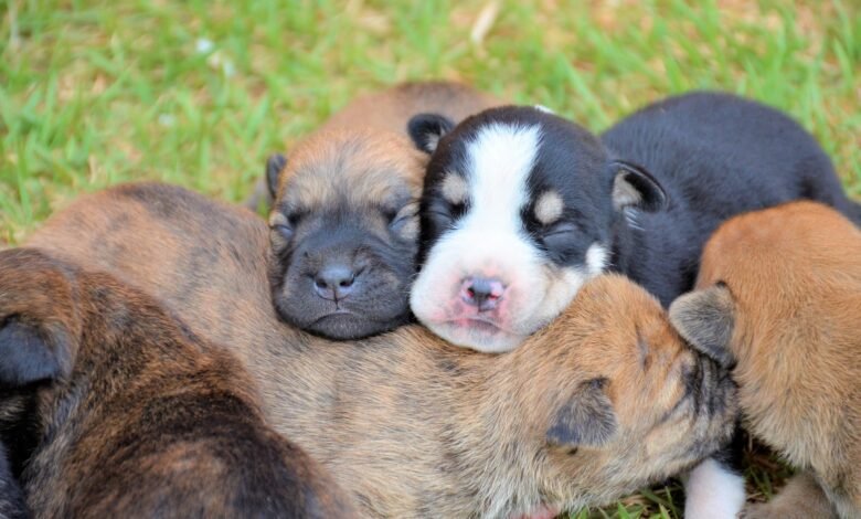 “Tenda Itinerante” percorre bairros de Olímpia com serviços de meio ambiente e causa animal para a população