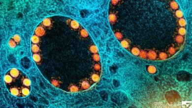 Nova subvariante da Ômicron é detectada no Brasil e Fiocruz diz que ela é mais contagiosa