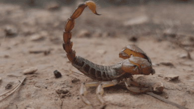 Secretaria da Saúde faz alerta para casos de picada por escorpião, cobra ou aranha