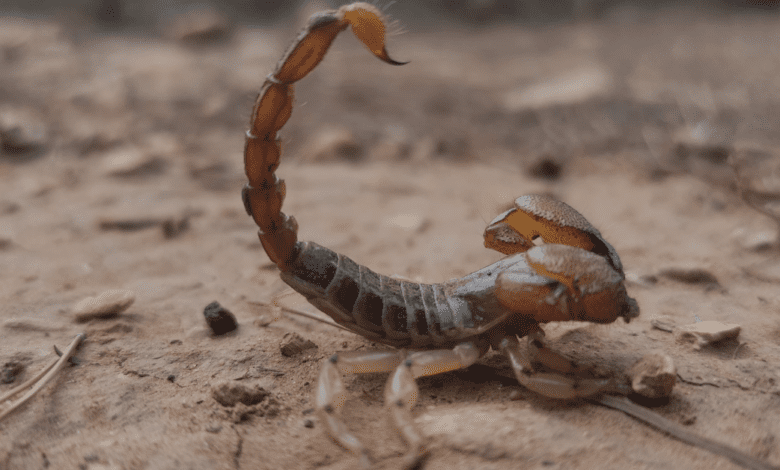 Secretaria da Saúde faz alerta para casos de picada por escorpião, cobra ou aranha