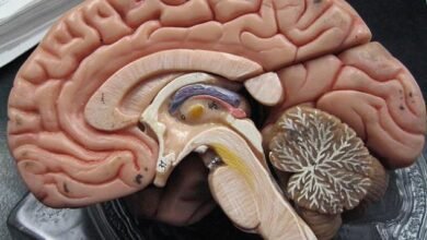 Veja dicas de como exercitar e melhorar o cérebro