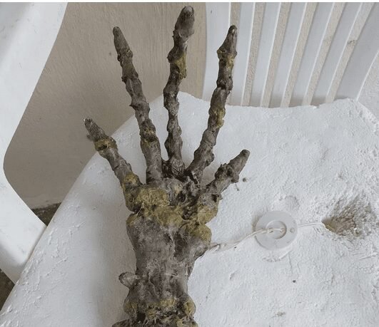 Esqueleto aparece em praia e assusta os banhistas