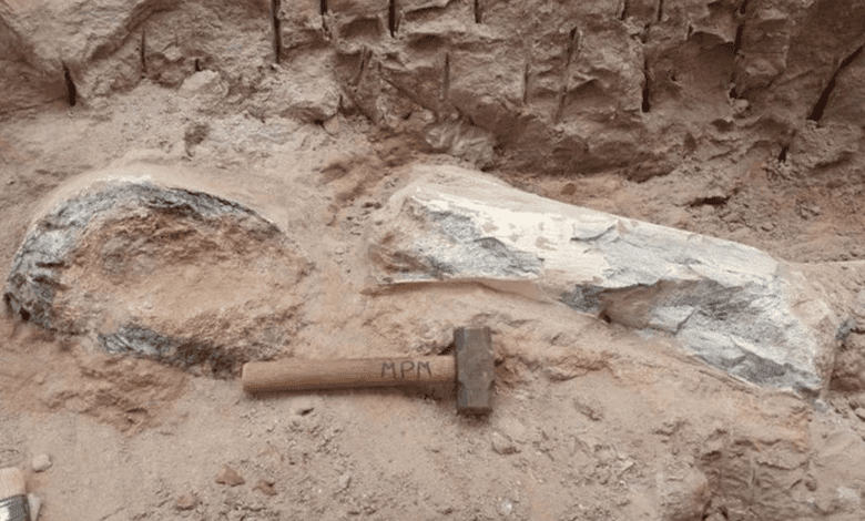 fósseis de dinossauro