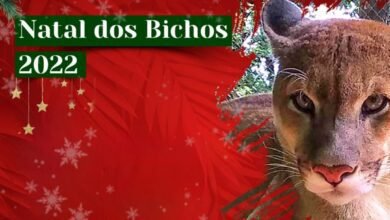 Zoológico referencia em tratamento de animais silvestres promove 2º Natal dos Bichos