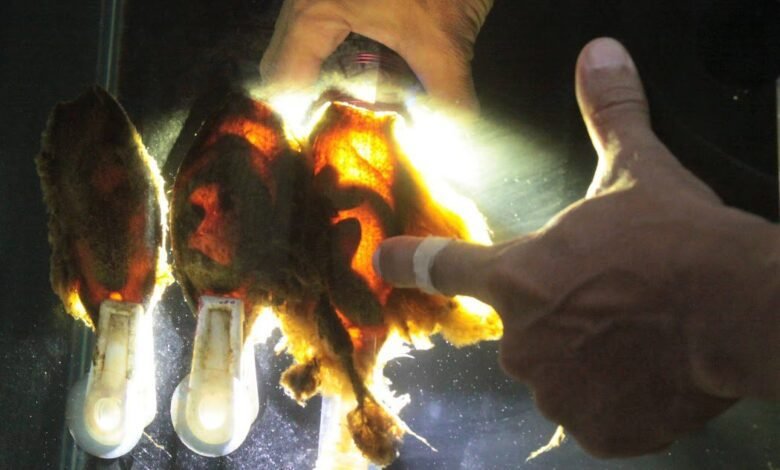 Filhotes de tubarão-bambu nascem no Aquário de Santos