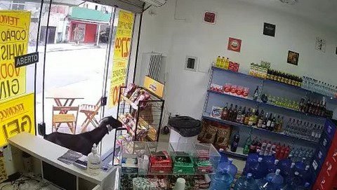 Estabelecimento do Guarujá é "furtado" por bode