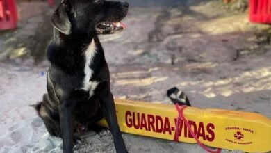 VÍDEO - Cão salva banhistas de afogamento no Litoral