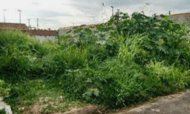 Departamento de Posturas notifica limpeza de terrenos com mato alto