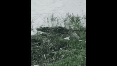 VÍDEO: Aparecimento de jacaré no lago em Guaíra