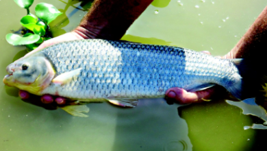 Polícia Ambiental aplica multa em pescador por pesca irregular