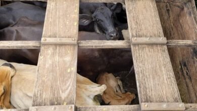 PM Ambiental autua homem em R$ 90 mil por maus-tratos durante o transporte de animais