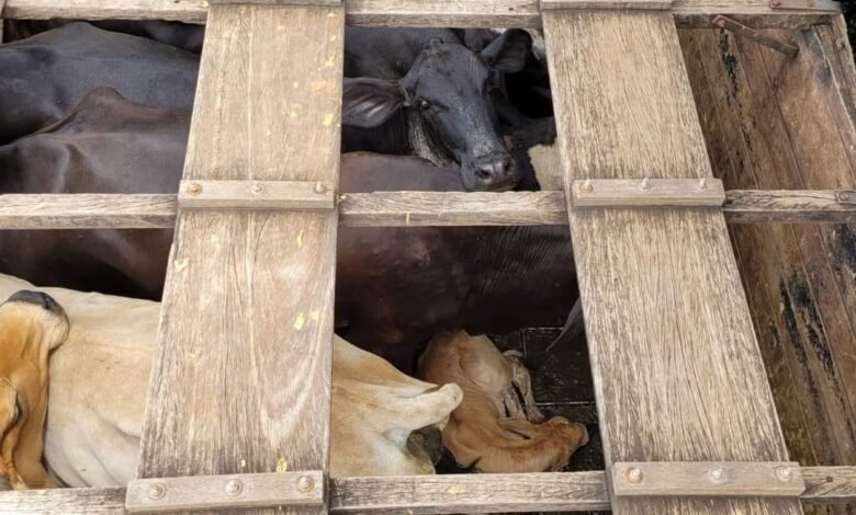PM Ambiental autua homem em R$ 90 mil por maus-tratos durante o transporte de animais