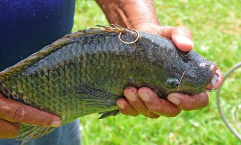 Barretos realiza o 4º Torneio Oficial de Pesca "Pirapesca" na Região dos Lagos
