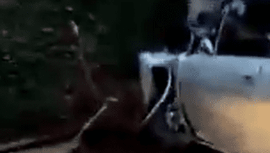 Vídeo - Duas pessoas ficam feridas após carro colidir em árvore