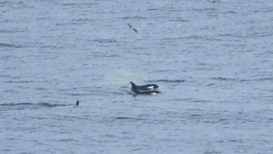 Família de orcas fazem rara aparição no Litoral de SP