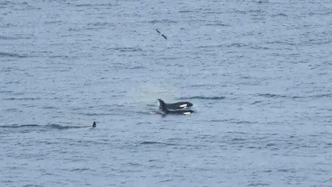 Família de orcas fazem rara aparição no Litoral de SP