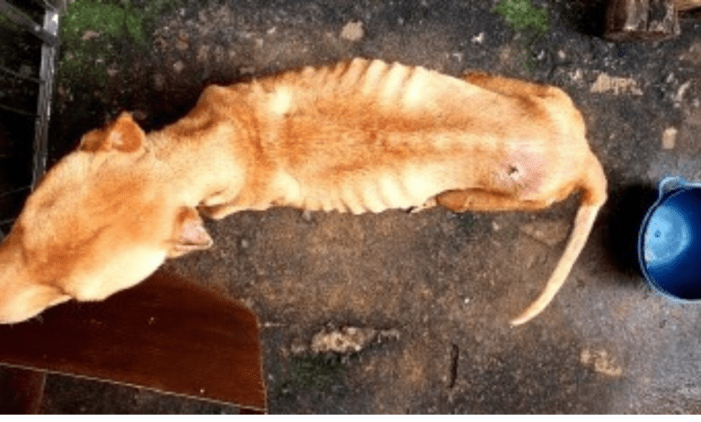 Homem é preso em flagrante por maus tratos a animal